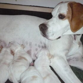 Dayla, de trotse mama met haar 7 puppies