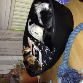 Hondenfoto van Michelle & Bentley