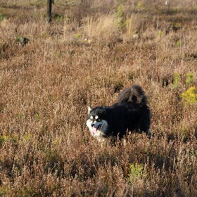 Hondenfoto van Joyce -Rover & Saga