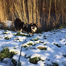 Hondenfoto van Joyce -Rover & Saga