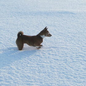 Sneeuw-snoet ;)