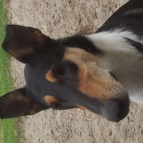 Hondenfoto van Liza, (Chiva) Lexi & Elza 