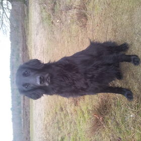 Hondenfoto van Liza, (Chiva) Lexi & Elza 