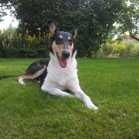 Hondenfoto van Liza, (Chiva) Lexi & Elza 
