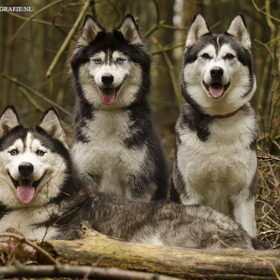 Hondenfoto van Remie met sledehondenteam Silver linings