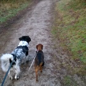 Hondenfoto van Sandra, Ozzie (overleden) Iris en Zoë 