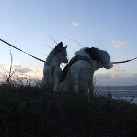 Hondenfoto van Angelique; Bruno, Charlie & Fenna  