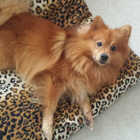 Knapperd van me