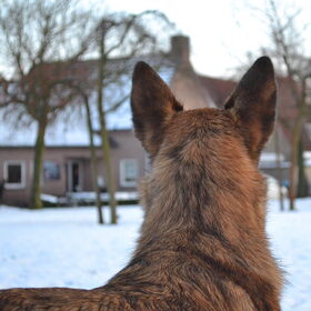 Hondenfoto van Dutchshepherdteam 