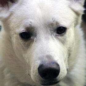 Knappe hond