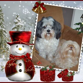 Hondenfoto van liesbeth,Turbo,Luna, Levi en Faith