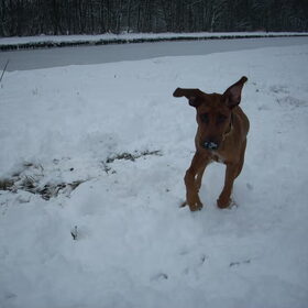 Een witte sneeuwneus...