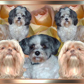 Hondenfoto van liesbeth,Turbo,Luna, Levi en Faith