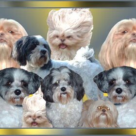Hondenfoto van liesbeth,Turbo,Luna, Levi en Faith