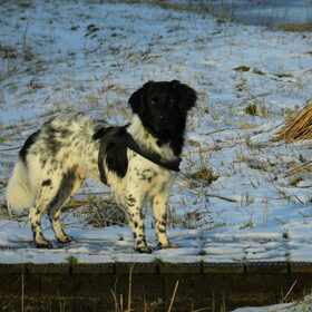 Hondenfoto van Sandra, Ozzie (overleden) Iris en Zoë 