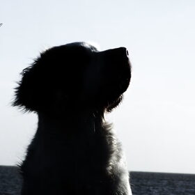Oefenshoot 24-01-2015
