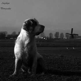Oefenshoot 24-01-2015