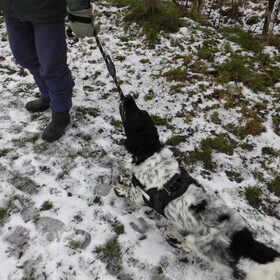Ozzie wil spelen met mijn wandelmaatje.