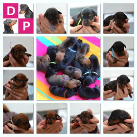 Hondenfoto van Veronique, Hugo, Jay-Dee & Mandy