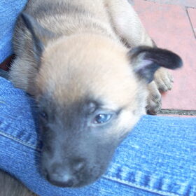 dit is lee ,denk da ik deze pup ook wil houden ,twee is ruim dan…