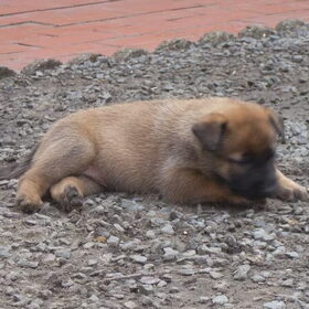 deze is lasca ,