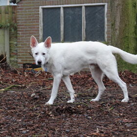 Hondenfoto van Koning Obi 
