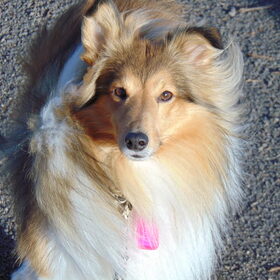 Hondenfoto van Just The Max   