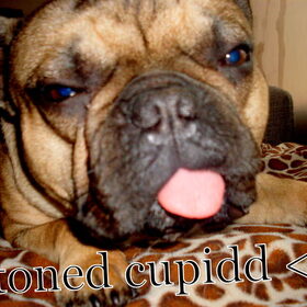 Hondenfoto van Roxanne en het bulletje Cupid :D