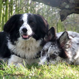 Hondenfoto van Angelique; Bruno, Charlie & Fenna  