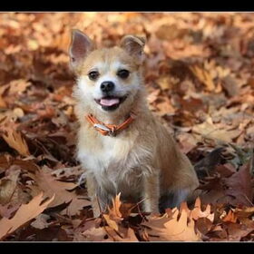 Happy go lucky.
