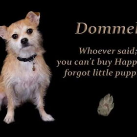 Hondenfoto van Daphne & Dommel