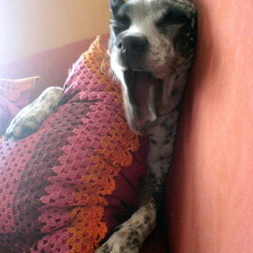 Hondenfoto van Ciska en Spanjaardje Moh (Bambi r.i.p.)