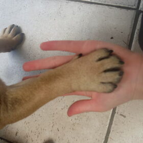 Hondenfoto van Roxanne en het bulletje Cupid :D