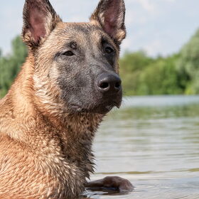 Hondenfoto van De Mecheltjes clan
