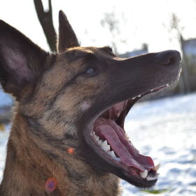 Hondenfoto van Dutchshepherdteam 