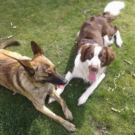 Hondenfoto van Dutchshepherdteam 
