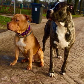 Hondenfoto van Dreamteam