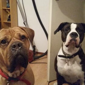 Hondenfoto van Angela & lady