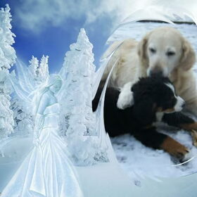 Hondenfoto van Lisa & doggs