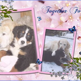 Hondenfoto van Lisa & doggs