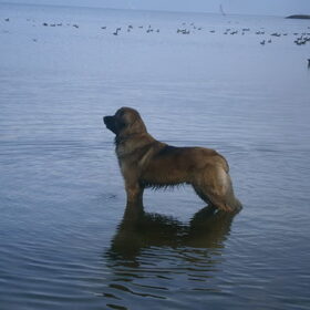 dit is onze leonberger Always Sunshine figaro leo (quinten) en…