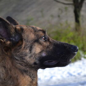 Hondenfoto van Dutchshepherdteam 