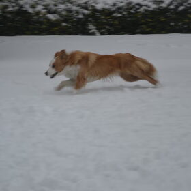In de sneeuw lekker rennen is toch mijn favoriet ding