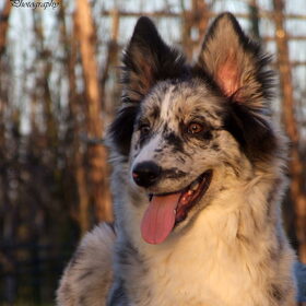 Hondenfoto van Angelique; Bruno, Charlie & Fenna  