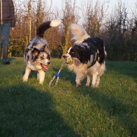 Hondenfoto van Angelique; Bruno, Charlie & Fenna  