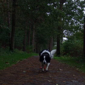 Hondenfoto van Angelique; Bruno, Charlie & Fenna  