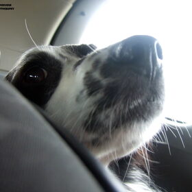 Hondenfoto van Angelique; Bruno, Charlie & Fenna  
