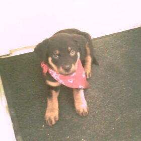 Mijn allerliefste rottie