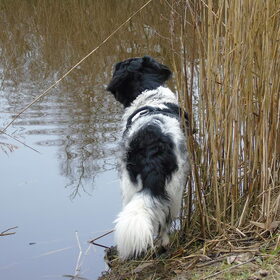 Hondenfoto van Sandra, Ozzie (overleden) Iris en Zoë 