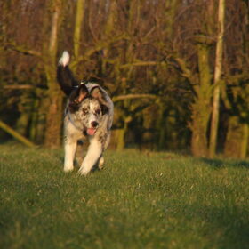 Hondenfoto van Angelique; Bruno, Charlie & Fenna  